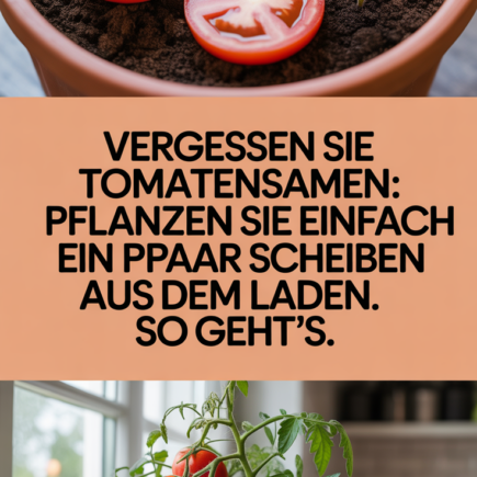 Vergessen Sie Tomatensamen: Pflanzen Sie einfach ein paar Scheiben aus dem Laden. So geht’s.