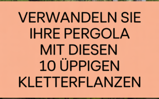 Verwandeln Sie Ihre Pergola mit diesen 10 üppigen Kletterpflanzen