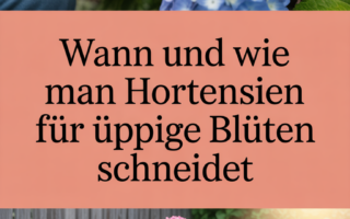 Wann und wie man Hortensien für üppige Blüten schneidet