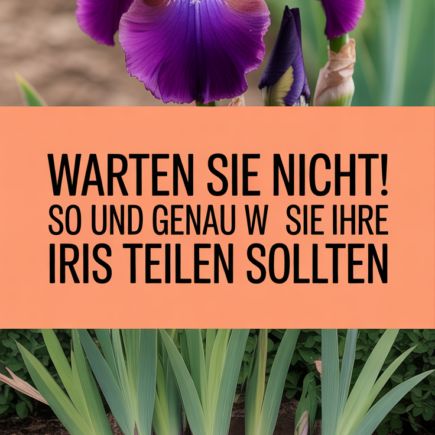 Warten Sie nicht! So und genau wann Sie Ihre Iris teilen sollten