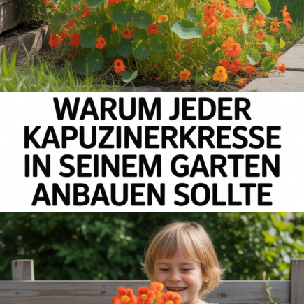 Warum JEDER Kapuzinerkresse in seinem Garten anbauen sollte