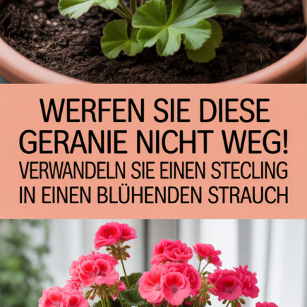 Werfen Sie diese Geranie nicht weg! Verwandeln Sie einen Steckling in einen blühenden Strauch