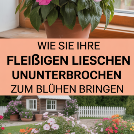 Wie Sie Ihre Fleißigen Lieschen ununterbrochen zum Blühen bringen