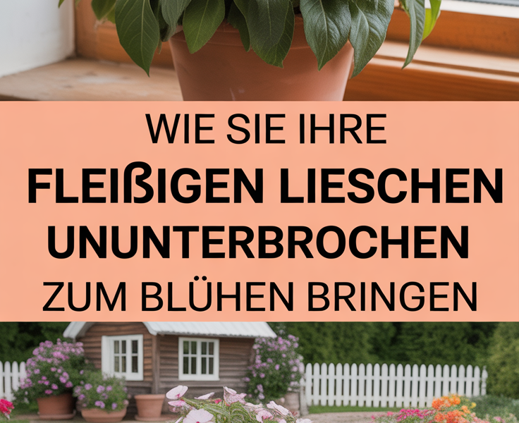 Wie Sie Ihre Fleißigen Lieschen ununterbrochen zum Blühen bringen