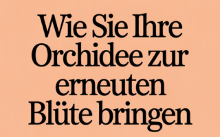 Wie Sie Ihre Orchidee zur erneuten Blüte bringen