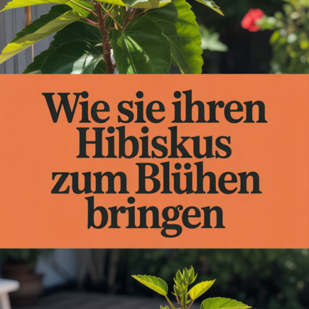 Wie Sie Ihren Hibiskus zum Blühen bringen
