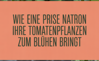 Wie eine Prise Natron Ihre Tomatenpflanzen zum Blühen bringt
