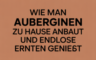 Wie man Auberginen zu Hause anbaut und endlose Ernten genießt