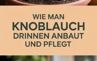 Wie man Knoblauch drinnen anbaut und pflegt