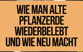 Wie man alte Pflanzerde wiederbelebt und wie neu macht