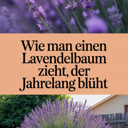 Wie man einen Lavendelbaum zieht, der jahrelang blüht