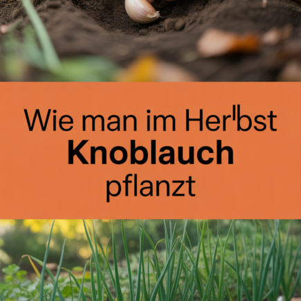 Wie man im Herbst Knoblauch pflanzt
