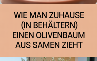 Wie man zuhause (in Behältern) einen Olivenbaum aus Samen zieht