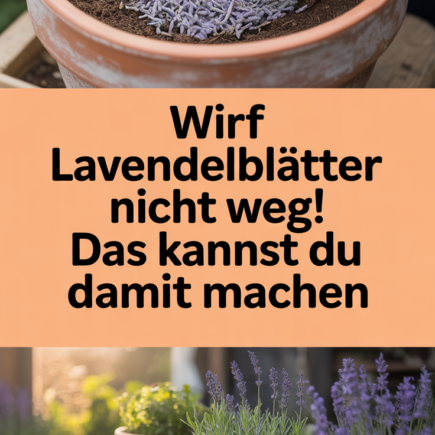 Wirf Lavendelblätter nicht weg! Das kannst du damit machen