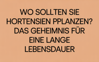 Wo sollten Sie Hortensien pflanzen? Das Geheimnis für eine lange Lebensdauer