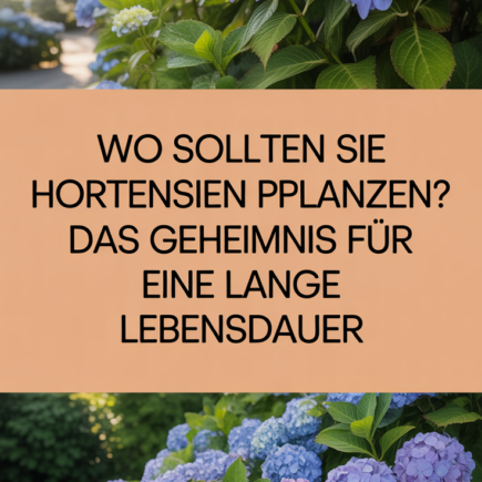 Wo sollten Sie Hortensien pflanzen? Das Geheimnis für eine lange Lebensdauer